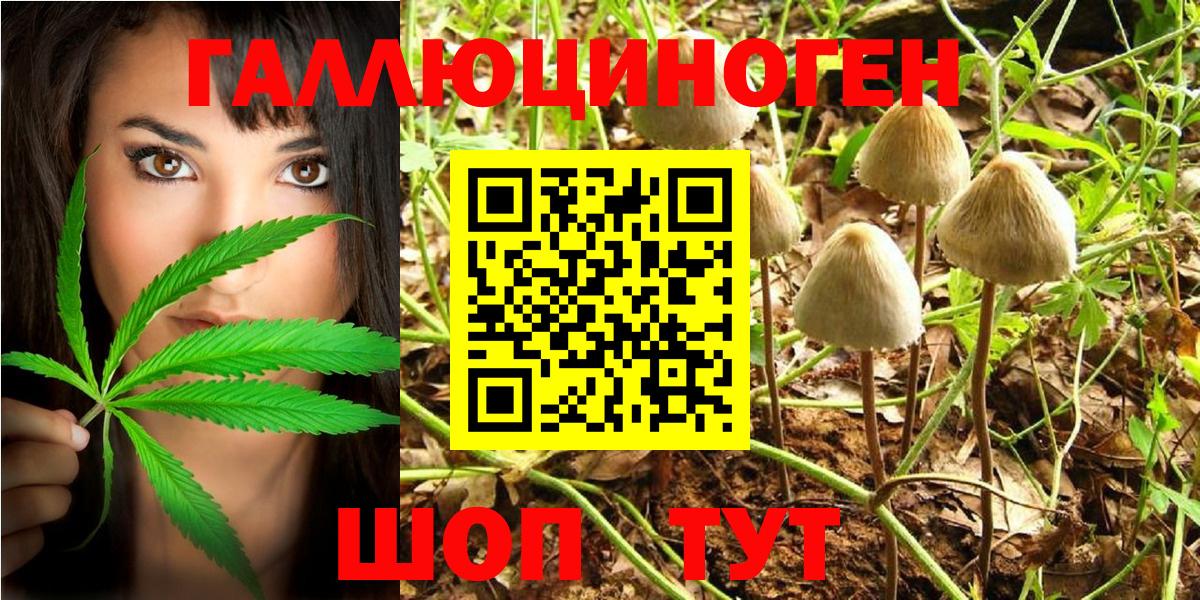 Псилоцибиновые грибы Psilocybe  дарнет шоп  Ачхой-Мартан  Вход с VPN 