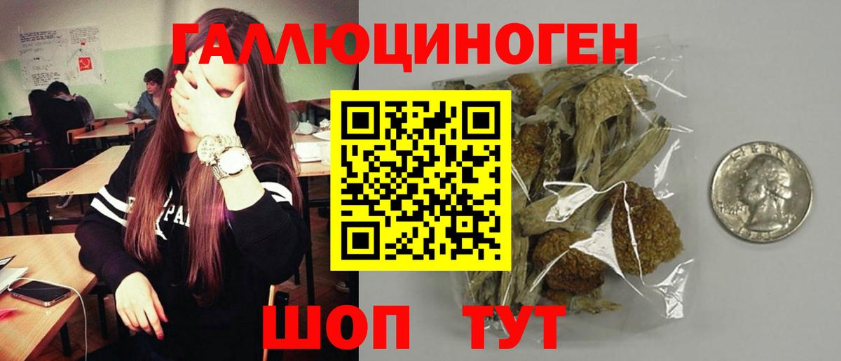 Галлюциногенные грибы Psilocybine cubensis Ачхой-Мартан
